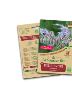Bourrache officinale bio