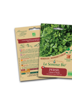 Persil géant d'Italie bio