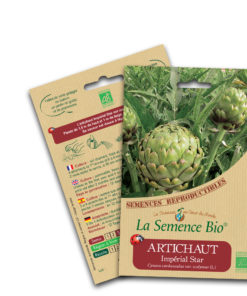 Artichaut bio