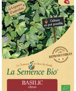 Basilic citron bio