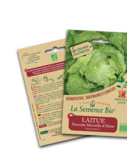 Laitue pomme merveille d'hiver bio