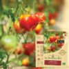 Tomate petit coeur de boeuf bio