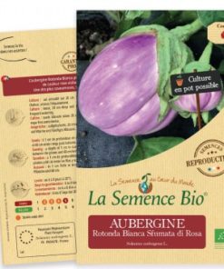 aubergine bianca rosa bio