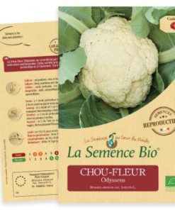 choux fleur bio