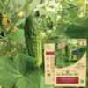 cornichon vert bio