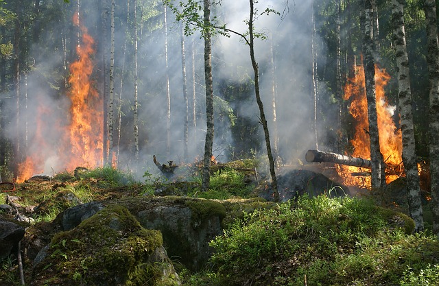 Que faire pour nos forêts qui brulent ?