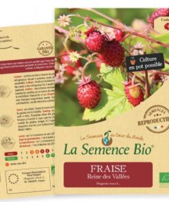 fraises des bois bio