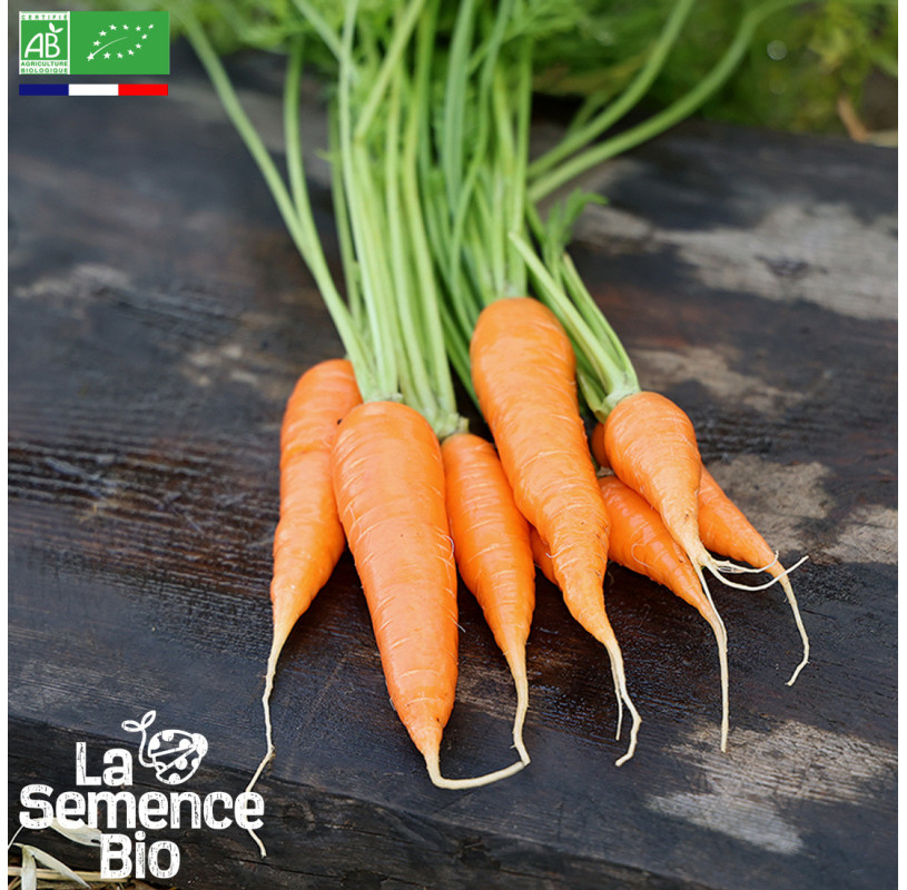 semences-bio-reproductibles-carotte-de-colmar-a-coeur-rouge-bio