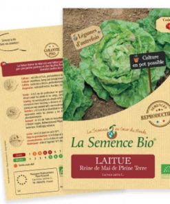 Laitue reine de mai bio