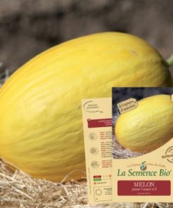 semences-bio-reproductibles-melon-jaune-canari-bio