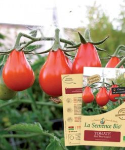 semences-bio-reproductibles-tomate-red-pearshaped-bio