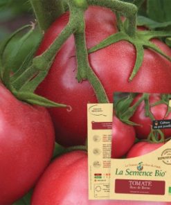 tomate rose de Berne Bio