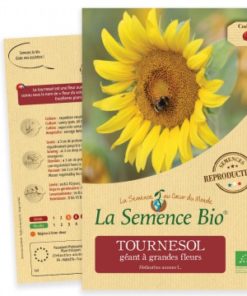 tournesol géant à grandes fleurs